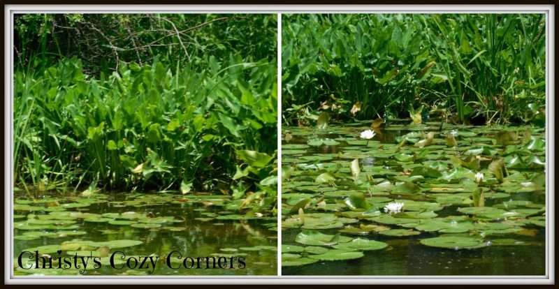 Lilies along the Ohio and Erie Canal in Canal Fulton Ohio