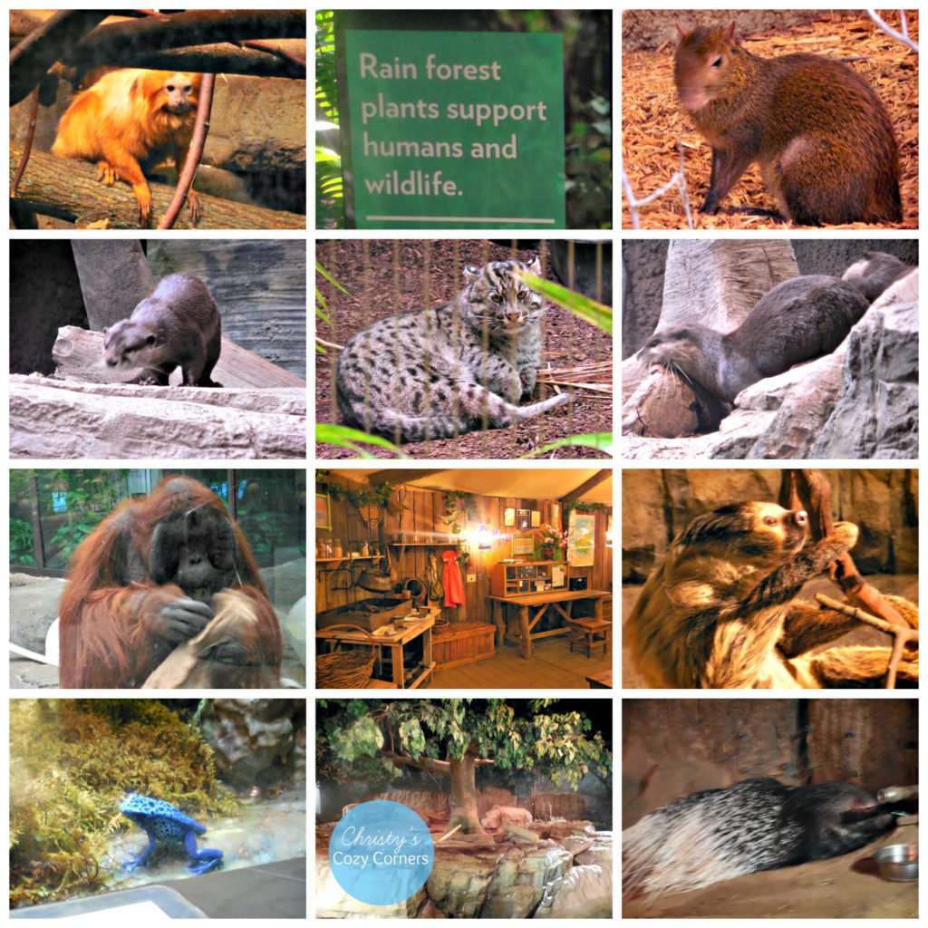 Cleveland Zoo Rainforest