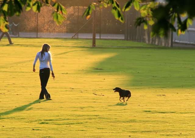 Playing at the dog park