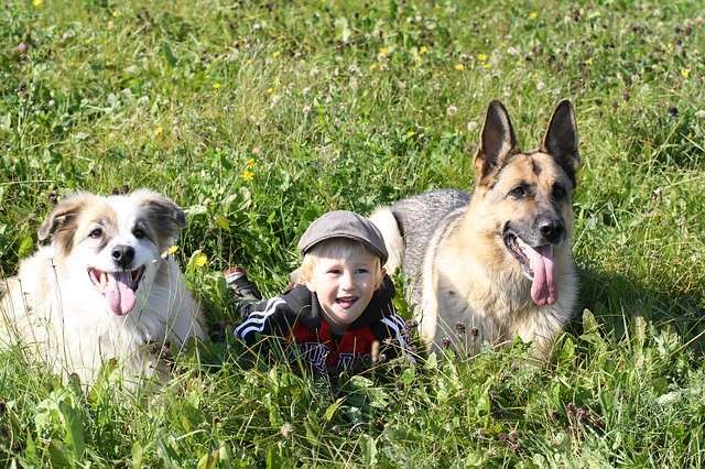 Does Your Child Love Animals? Tips To Find The Right Pet For Your Family