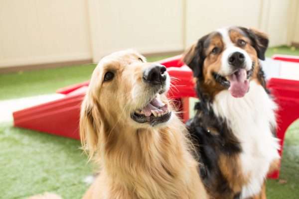 Celebrate National Puppy Day March 23 and See How Pets Can Help Reduce Stress