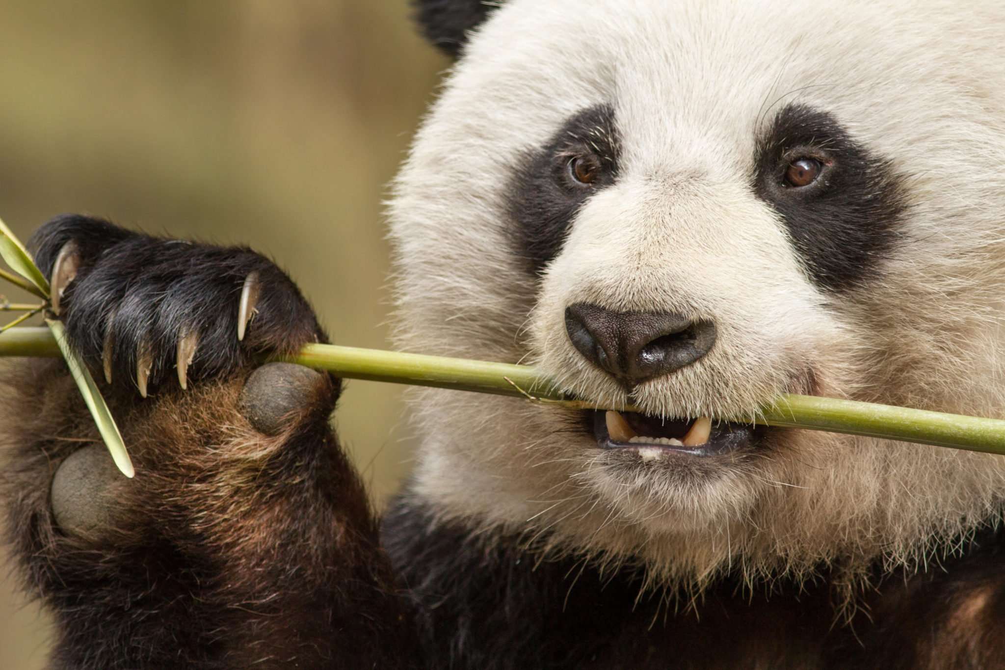 Born in China from Disneynature Opens on Earth Day