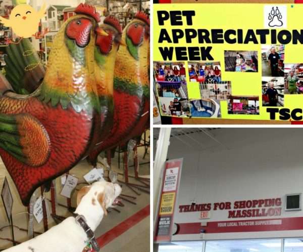 Interior of Tractor Supply Co with Big Metal Roosters and Pet Appreciation Week Sign