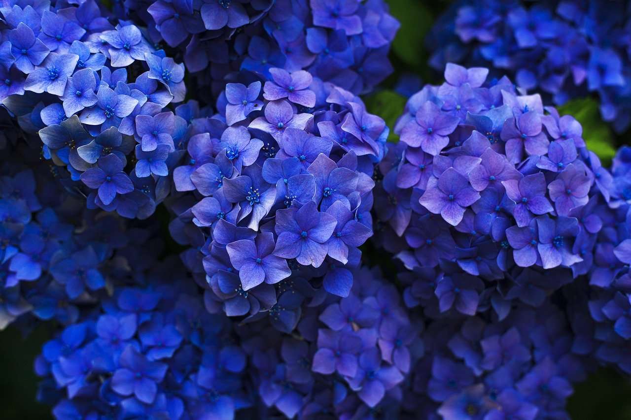 Hydrangeas: Perfect for Your Landscaping