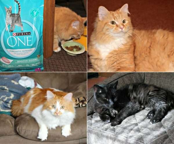 Purina One and Cats