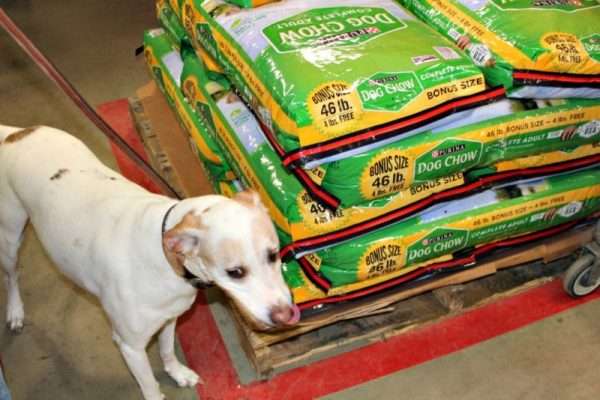 Purina Dog Chow at Tractor Supply