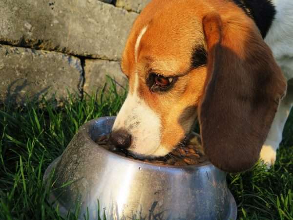 Beagle eating from a bowl