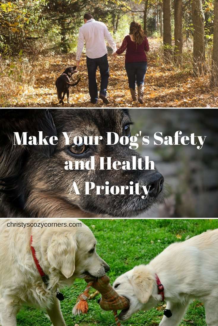 Make Your Dog's Safety and Health a Priority