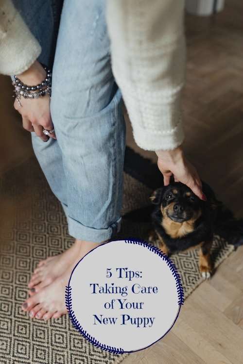 5 Tips for Taking Care of Your New Puppy