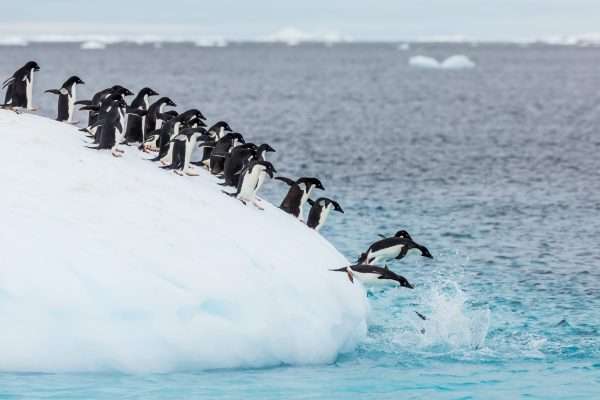 Penguins diving into the ocean