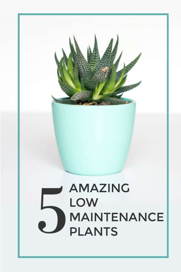 Check out these 5 amazing low maintenance plants