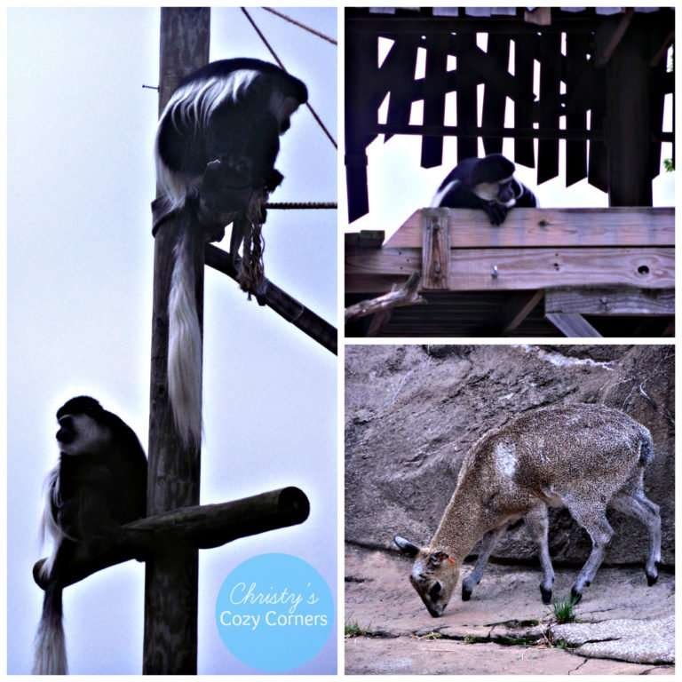 Visit the Cleveland Zoo Ohio Travel Christy's Cozy Corners