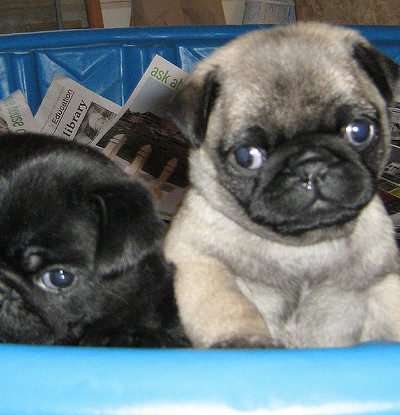 Pug