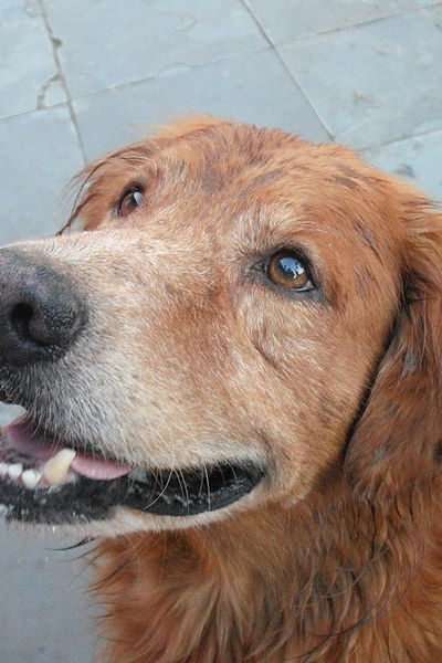 Common Problems Pet Owners Face As Their Beloved Furry Family Member Gets Older
