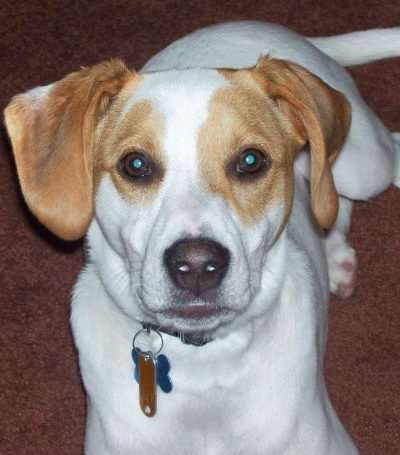 List of Foods Dogs Should Not Eat