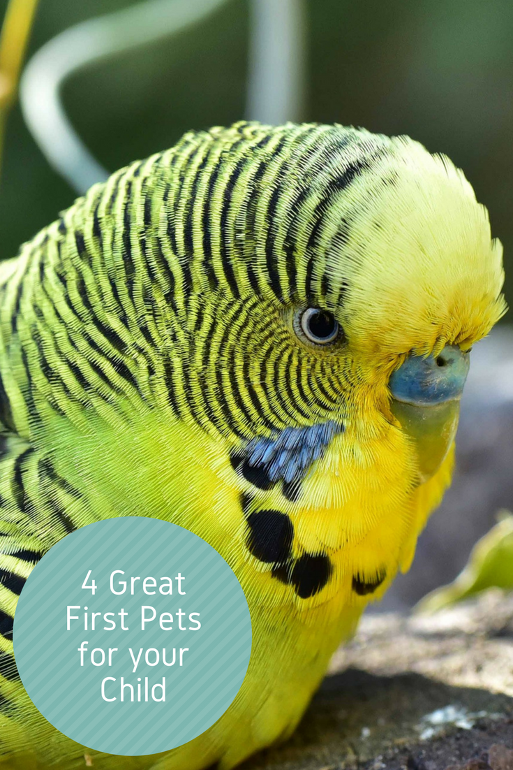 4 Great First Pets For Kids - Christy's Cozy Corners