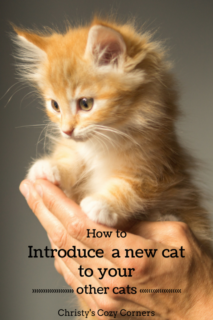 How to Introduce a New Cat to your Other Cats