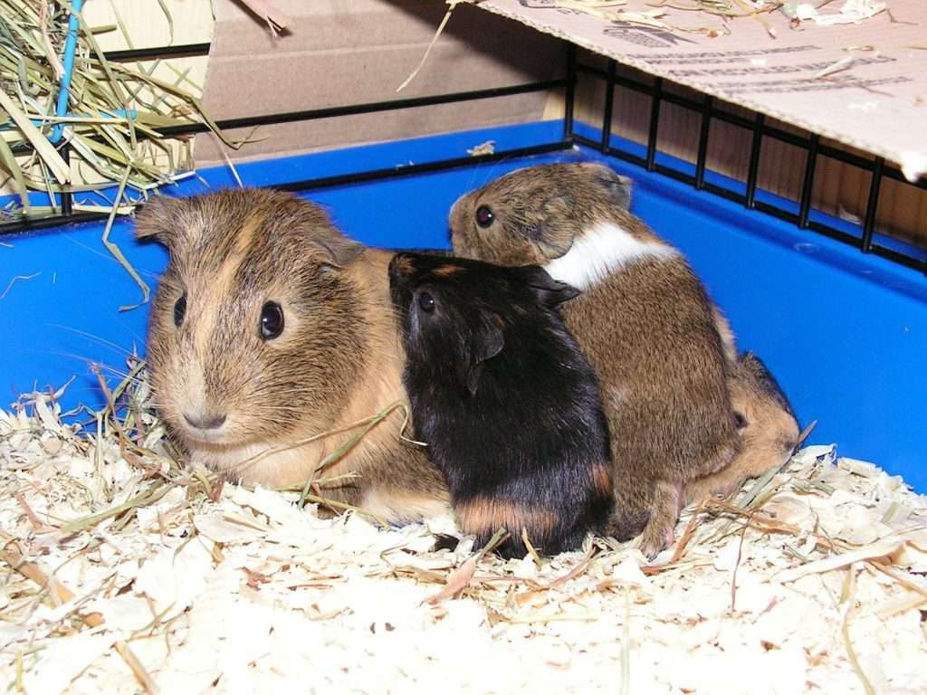 March is Adopt a Rescued Guinea Pig Month
