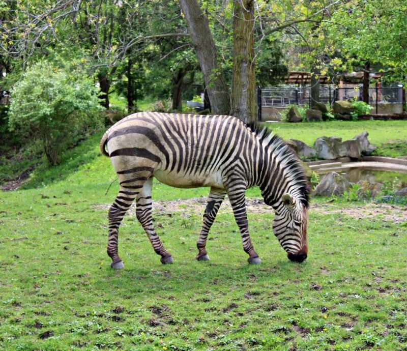A zebra at the Cleveland Zoo