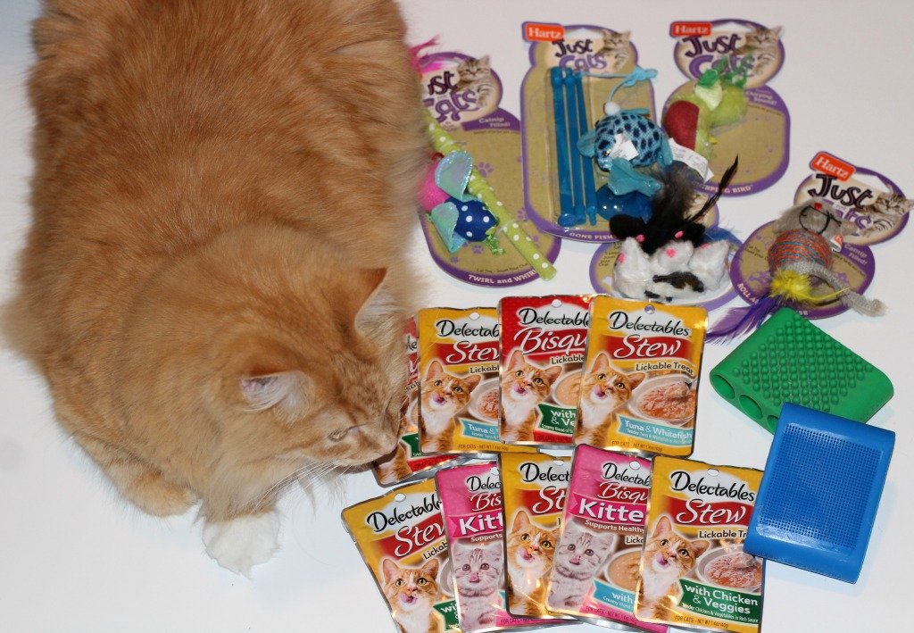 cat toys and treats