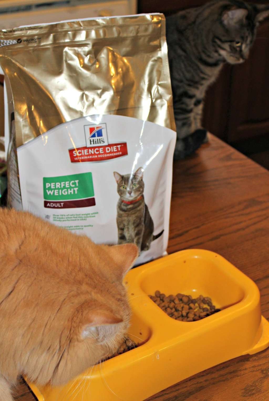 Hill's Happier Pets, Healthier Lives $100 Sweepstakes with 100 Winners!