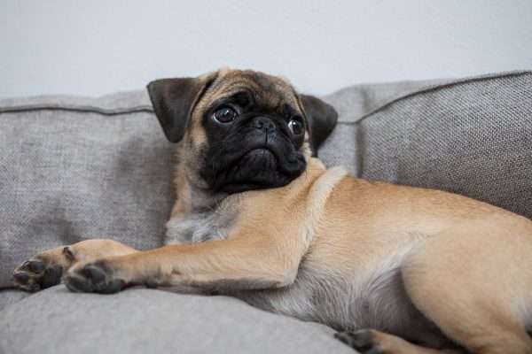 Tips for Getting a Pug Puppy