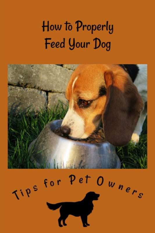 How to Properly Feed Your Pets - Christy's Cozy Corners