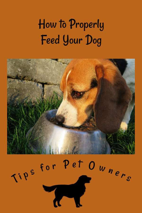 How to Properly Feed Your Dog
