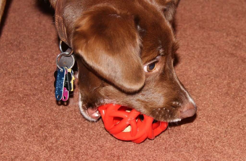 Keep Your Dog Entertained with MilkBone Active Toys from Meijer