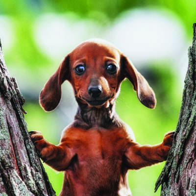 Adopt Don’t Shop & Read It’s a Puppy’s Life on #NationalPuppyDay