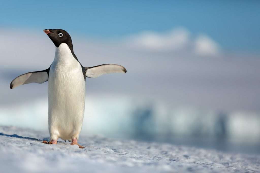 Disneynature's PENGUINS Is Coming Earth Day 2019 Disneynature's PENGUINS Is Coming Earth Day 2019
