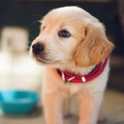 Making Sure You Meet All of Your Dog’s Dietary Needs