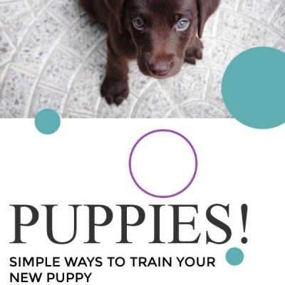 Learn simple tricks to train your new puppy including house training.